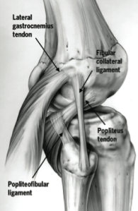 Posterolateral-image-1